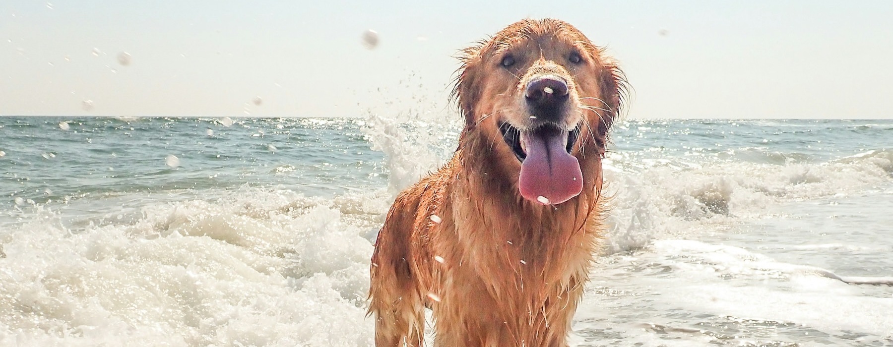 a dog on the beach